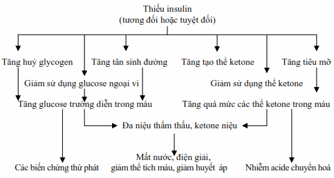 Tại sao người bệnh tiểu đường nên hiểu rõ về kháng insulin? Inulin có vai trò gì? Tại sao người bệnh tiểu đường nên hiểu rõ về kháng insulin? Inulin có vai trò gì?