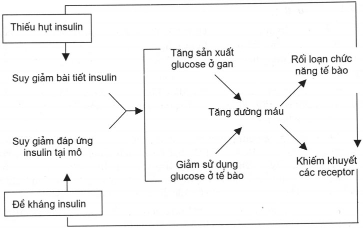 Tại sao người bệnh tiểu đường nên hiểu rõ về kháng insulin? Inulin có vai trò gì? Tại sao người bệnh tiểu đường nên hiểu rõ về kháng insulin? Inulin có vai trò gì?
